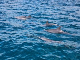 A captivating view of dolphins swimming gracefully in clear blue waters, showcasing the beauty of marine wildlife.