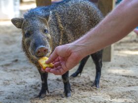 A close-up shot of a pig being fed by a hand, showcasing a delightful interaction with wildlife — a unique experience for animal lovers.