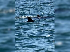 A captivating view of sharks swimming in clear waters, showcasing the beauty of marine wildlife in their natural habitat.