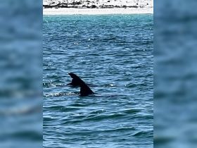 A stunning view of dolphins swimming in clear waters, showcasing the beauty of marine wildlife in their natural habitat.
