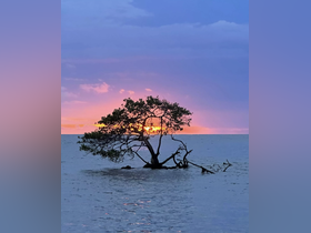 A stunning sunset illuminates the sky behind a solitary mangrove tree, creating a picturesque scene perfect for nature lovers and photographers.