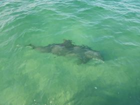 A close-up view of a shark swimming in clear turquoise waters, showcasing the beauty of marine wildlife in its natural habitat.