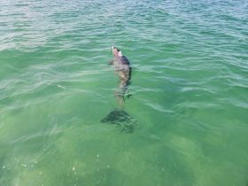 A dolphin gracefully swims in clear green waters, showcasing the beauty of marine wildlife encounters.