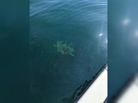 A serene view of a turtle swimming beneath the surface of clear blue waters, showcasing the beauty of marine wildlife.