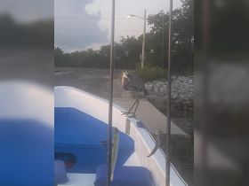 A bird perches on the edge of a boat, showcasing a serene moment in nature while fishing. The scene captures the essence of wildlife interaction on the water.