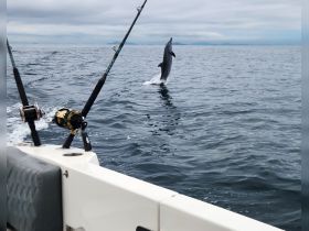 A stunning moment captured as a dolphin leaps out of the water, showcasing the beauty of marine wildlife during a fishing trip.
