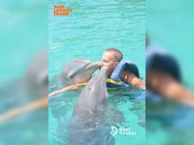 A memorable encounter as a man interacts closely with two dolphins in the clear waters of Blue Lagoon Island, showcasing the joy of swimming with wildlife in the Bahamas.