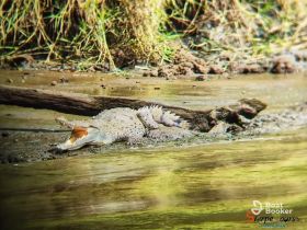 A close-up of a crocodile basking on the riverbank, showcasing the rich wildlife of Costa Rica's natural habitats.