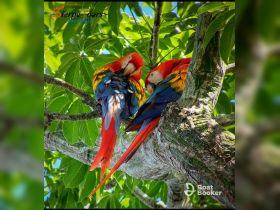 A stunning close-up of two vibrant parrots perched on a tree branch, showcasing the rich colors of wildlife in Costa Rica — a perfect representation of the region's natural beauty.