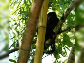 A close-up shot of a monkey perched on a branch amidst lush greenery, showcasing the beauty of wildlife in its natural habitat.