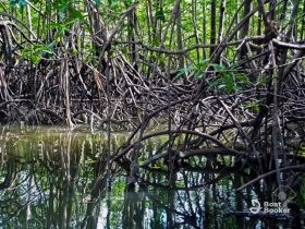 A serene view of mangrove roots reflected in calm waters, showcasing the beauty of coastal ecosystems.