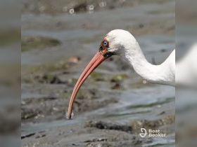 A close-up shot of a white bird with a long beak, showcasing its striking features in a natural habitat. Perfect for wildlife enthusiasts and bird watchers.
