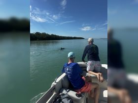 Two individuals on a boat enjoy a close encounter with a dolphin swimming in the clear waters, showcasing the beauty of marine wildlife.