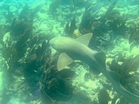 A stunning underwater shot of a shark gliding through vibrant marine vegetation, showcasing the beauty of ocean wildlife.