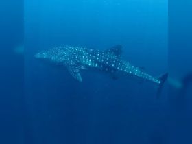 Charter Image