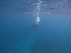 A diver explores the vibrant underwater world, showcasing the beauty of marine life and the thrill of diving adventures.