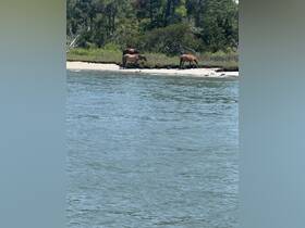 Two wild horses graze along the shoreline, showcasing the unique wildlife experience in coastal areas.