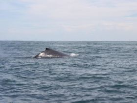 A majestic whale surfaces in the open ocean, showcasing the beauty of marine wildlife — a breathtaking moment for nature enthusiasts and whale watchers.