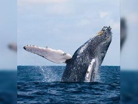 A magnificent humpback whale breaches the surface, showcasing its powerful presence in the ocean — a breathtaking moment for wildlife enthusiasts.