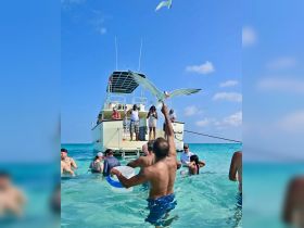 A lively group enjoys a day in the ocean, feeding birds while swimming near a boat — a perfect snapshot of fun and adventure on the water.
