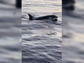 A stunning close-up of a whale swimming gracefully in the ocean, showcasing the beauty of marine wildlife in its natural habitat.