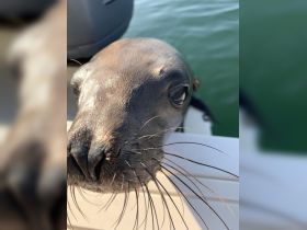 A close-up shot of a curious seal peering over the edge of a boat, showcasing the beauty of marine wildlife encounters.