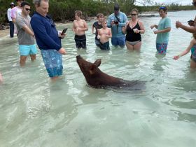 A lively scene of people interacting with a swimming pig in shallow waters, showcasing a unique wildlife experience in the Bahamas.