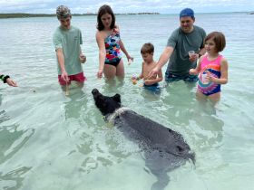 A group of children and adults interact with a swimming pig in shallow waters, creating a memorable wildlife experience in the Bahamas.