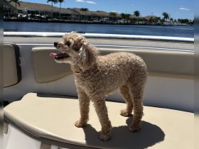 A cheerful dog enjoys a sunny day on a boat, showcasing the joy of bringing pets along for aquatic adventures.