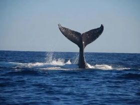 A majestic whale tail breaches the surface, creating a splash in the deep blue ocean — a breathtaking moment for wildlife enthusiasts and marine life lovers.