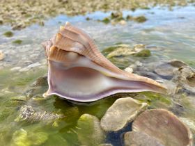 A close-up view of a beautiful shell resting on a rocky shore, showcasing the intricate details and natural beauty of marine life.