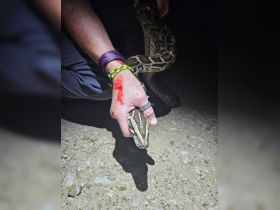 A person holds a python in a dimly lit environment, showcasing a unique human-animal interaction. The image captures the intricate patterns of the snake's skin.