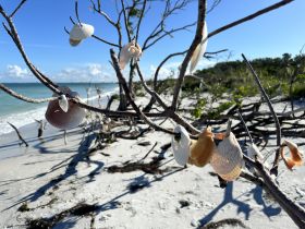 A close-up view of shells hanging from branches on a beach, with a blurred background of sand and water, creating an artistic coastal scene.