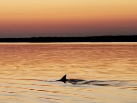 A dolphin gracefully swims in calm waters during a stunning sunset, showcasing the beauty of marine wildlife in their natural habitat.