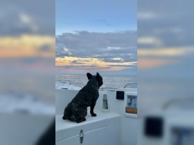 A French Bulldog enjoys the serene view from a boat as the sun sets over the horizon, capturing a peaceful moment on the water.