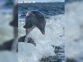 A stunning close-up of a dolphin leaping through the waves, showcasing the beauty of marine wildlife in their natural habitat.