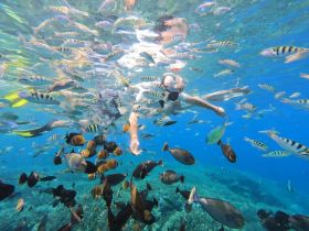 A snorkeler interacts with vibrant fish underwater, showcasing the rich marine life in a stunning aquatic environment — a perfect adventure for nature lovers.