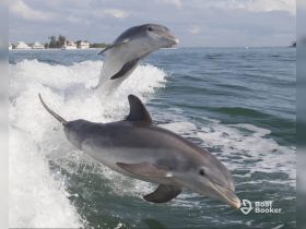 Two dolphins leap joyfully from the water, showcasing their playful nature in a stunning marine setting — a captivating moment for wildlife enthusiasts.