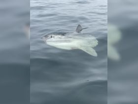 A close-up view of a shark swimming in calm waters, showcasing the beauty of marine wildlife in its natural habitat.