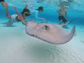 A child interacts with a stingray while snorkeling in clear waters, showcasing a memorable wildlife experience in a tropical paradise.