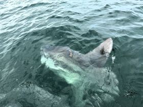 A close-up view of a shark swimming in clear waters, showcasing the beauty of marine wildlife and the thrill of ocean encounters.
