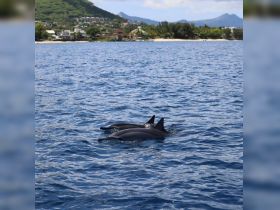 A pod of dolphins swims gracefully in the clear blue waters, showcasing the beauty of marine wildlife in their natural habitat.
