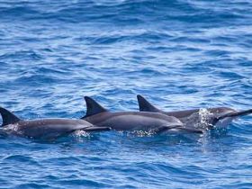 Wild dolphins 