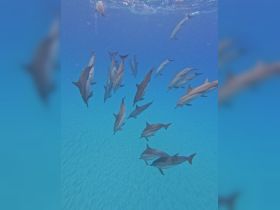 A mesmerizing underwater scene featuring a pod of dolphins swimming gracefully in clear blue waters — a captivating wildlife encounter perfect for marine enthusiasts.
