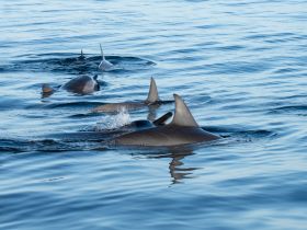 A captivating view of dolphins swimming gracefully in calm waters, showcasing the beauty of marine wildlife in their natural habitat.