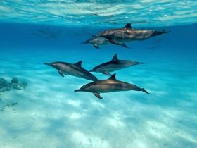 Sunrise dolphin Watching and Swimming