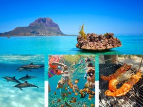 A vibrant collage showcasing a snorkeling adventure with dolphins, colorful fish, and a delicious seafood grilling experience — perfect for water lovers and culinary enthusiasts.