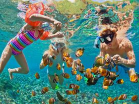 Children snorkeling and interacting with colorful fish in crystal-clear waters — a vibrant underwater adventure showcasing marine life.