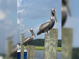 Two pelicans perched on wooden posts by the water, showcasing the beauty of local wildlife in a serene coastal setting.