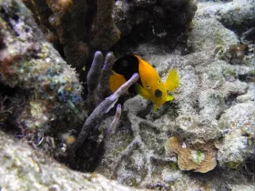 A vibrant yellow fish is captured in a close-up shot among coral, showcasing the beauty of underwater wildlife in a marine ecosystem.